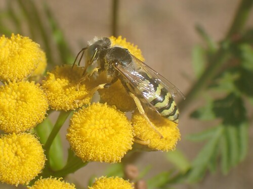 American Sand Wasp photo 3