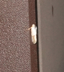 Ponometia elegantula