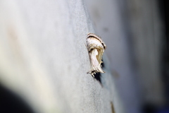 Chrysanympha formosa