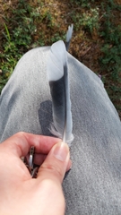 Streptopelia decaocto