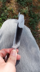 Streptopelia decaocto