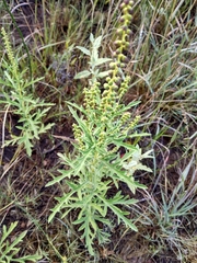 Ambrosia psilostachya