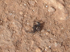 Bassaniodes