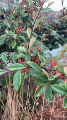 Cotoneaster coriaceus