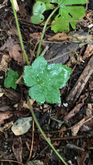 Ranunculus recurvatus