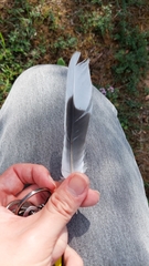 Streptopelia decaocto