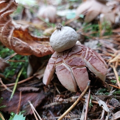 Geastrum rufescens