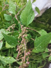 Chenopodium berlandieri