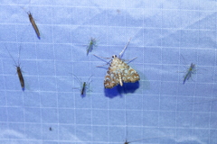 Elophila icciusalis