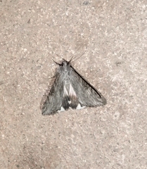 Melipotis jucunda