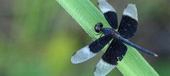 Neurothemis tullia