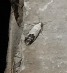 Ponometia phecolisca