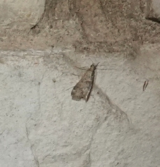 Loxostege allectalis