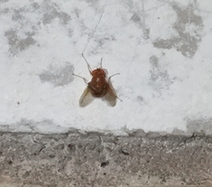 Ormia