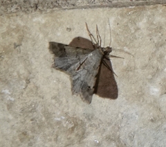 Frederickia nigricomma