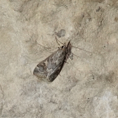 Loxostege allectalis