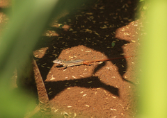 Aspidoscelis angusticeps