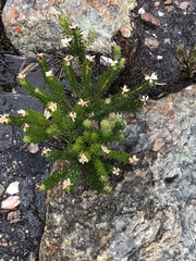 Adenandra gummifera