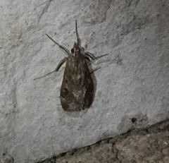 Loxostege allectalis