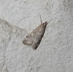 Loxostege allectalis