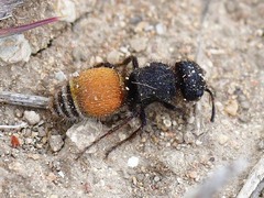 Pseudomethoca brazoria