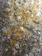 Candelariella aurella