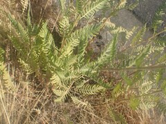 Achillea filipendulina