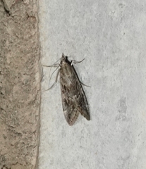 Loxostege allectalis