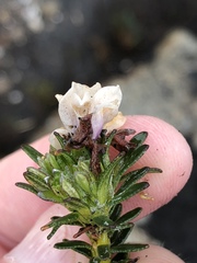 Adenandra gummifera