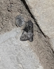 Copanarta aurea