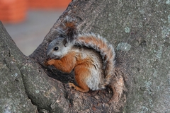 Sciurus variegatoides