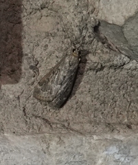 Loxostege allectalis