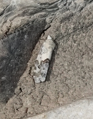 Ponometia phecolisca