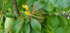 Viburnum sieboldii