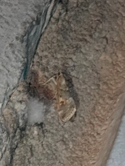 Loxostege allectalis