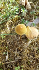 Cystoderma amianthinum