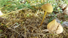 Cystoderma amianthinum