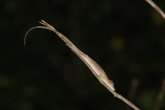 Anolis ustus