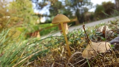 Cystoderma amianthinum