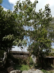 Solanum erianthum