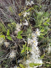 Clematis ligusticifolia
