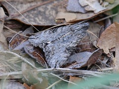 Melipotis jucunda