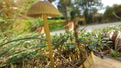 Cystoderma amianthinum