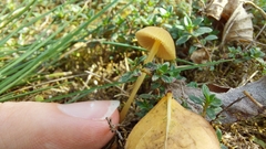 Cystoderma amianthinum