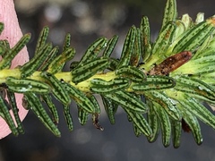 Adenandra gummifera