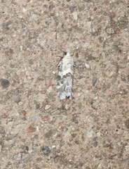 Ponometia phecolisca