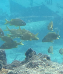 Haemulon flavolineatum