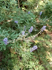 Vitex agnus-castus
