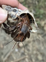 Coenobita cavipes
