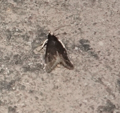 Loxostegopsis merrickalis